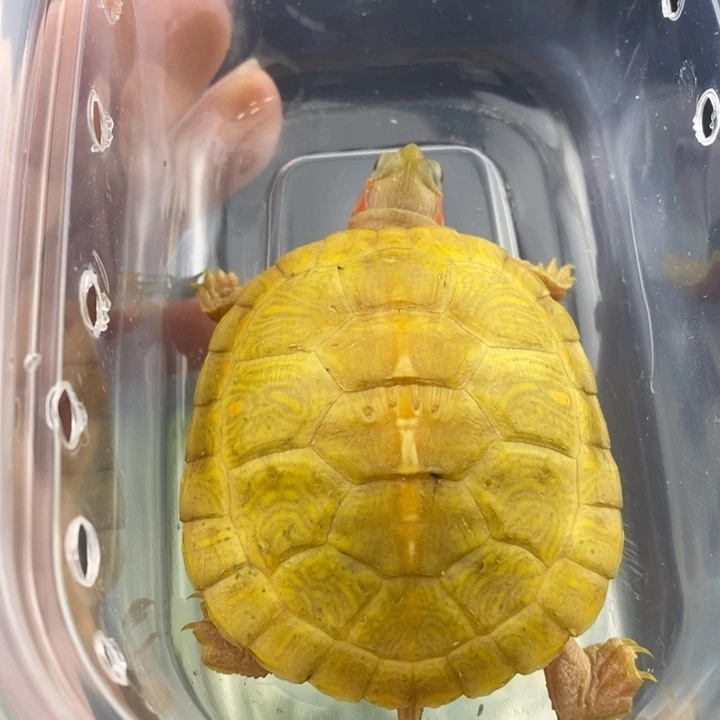 巴西彩龟母6666666