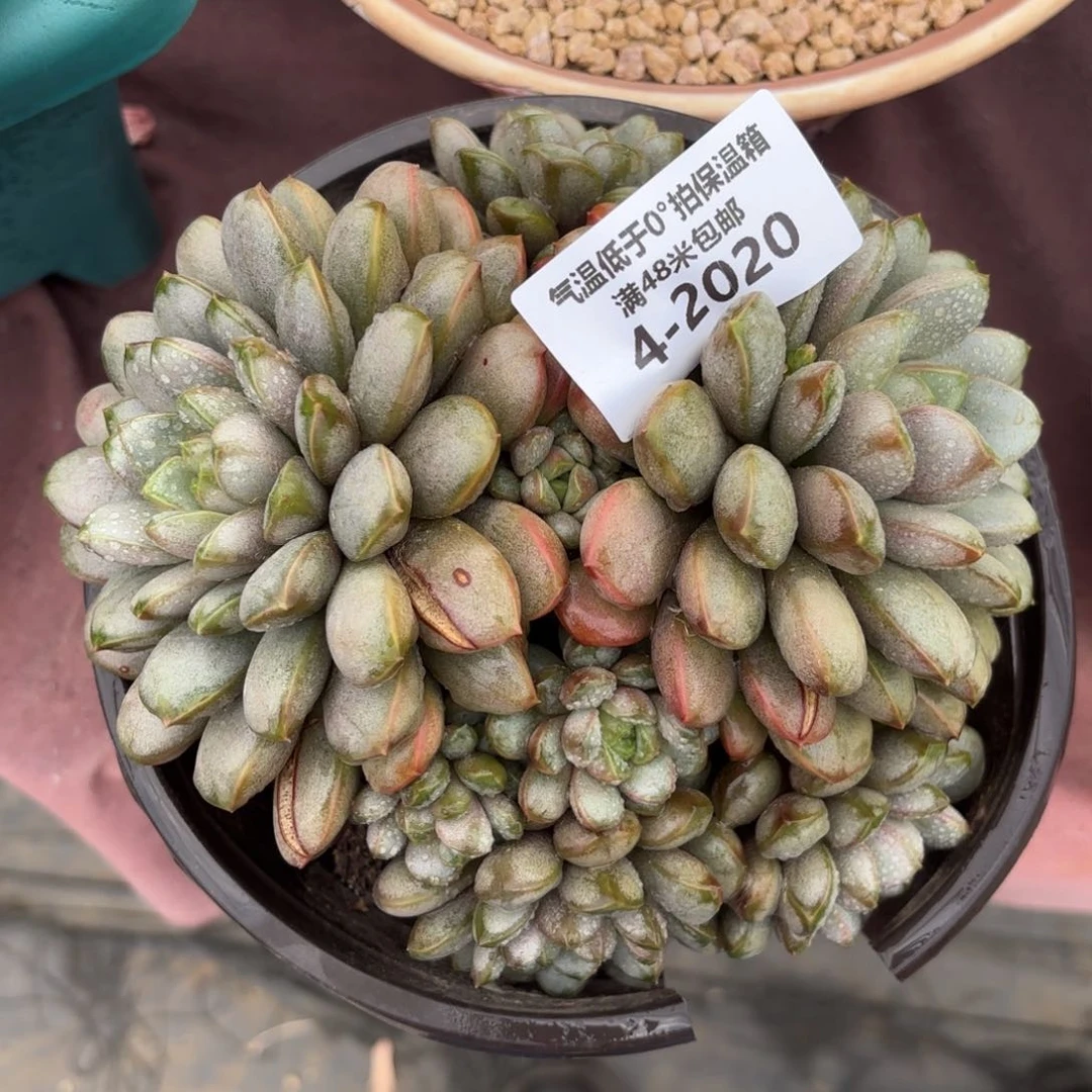 樱*?4-2020葡萄多肉植物