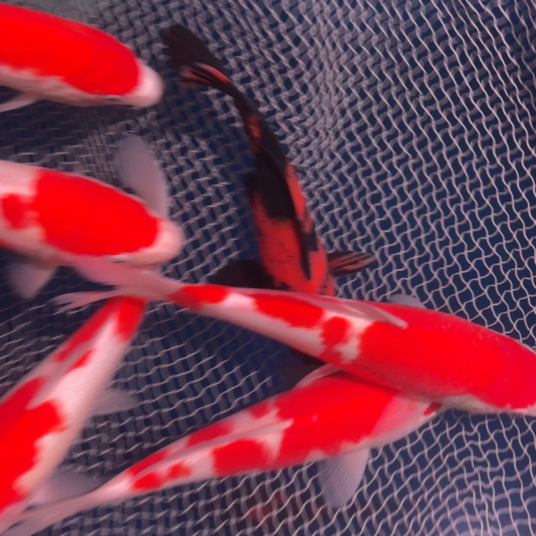 锦鲤面迫血统绯写福利