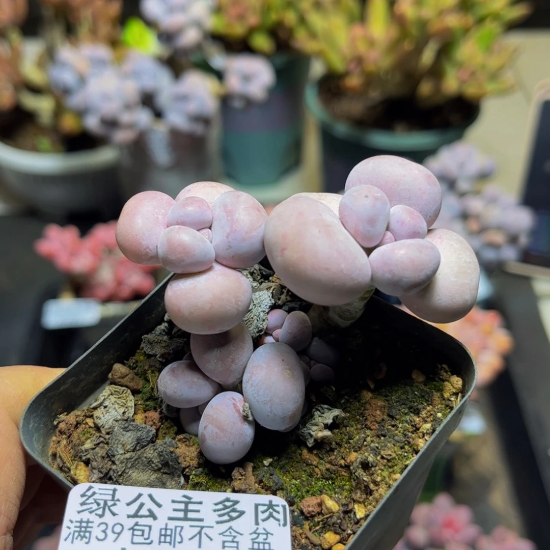 475芭比奶酪7厘米多肉
