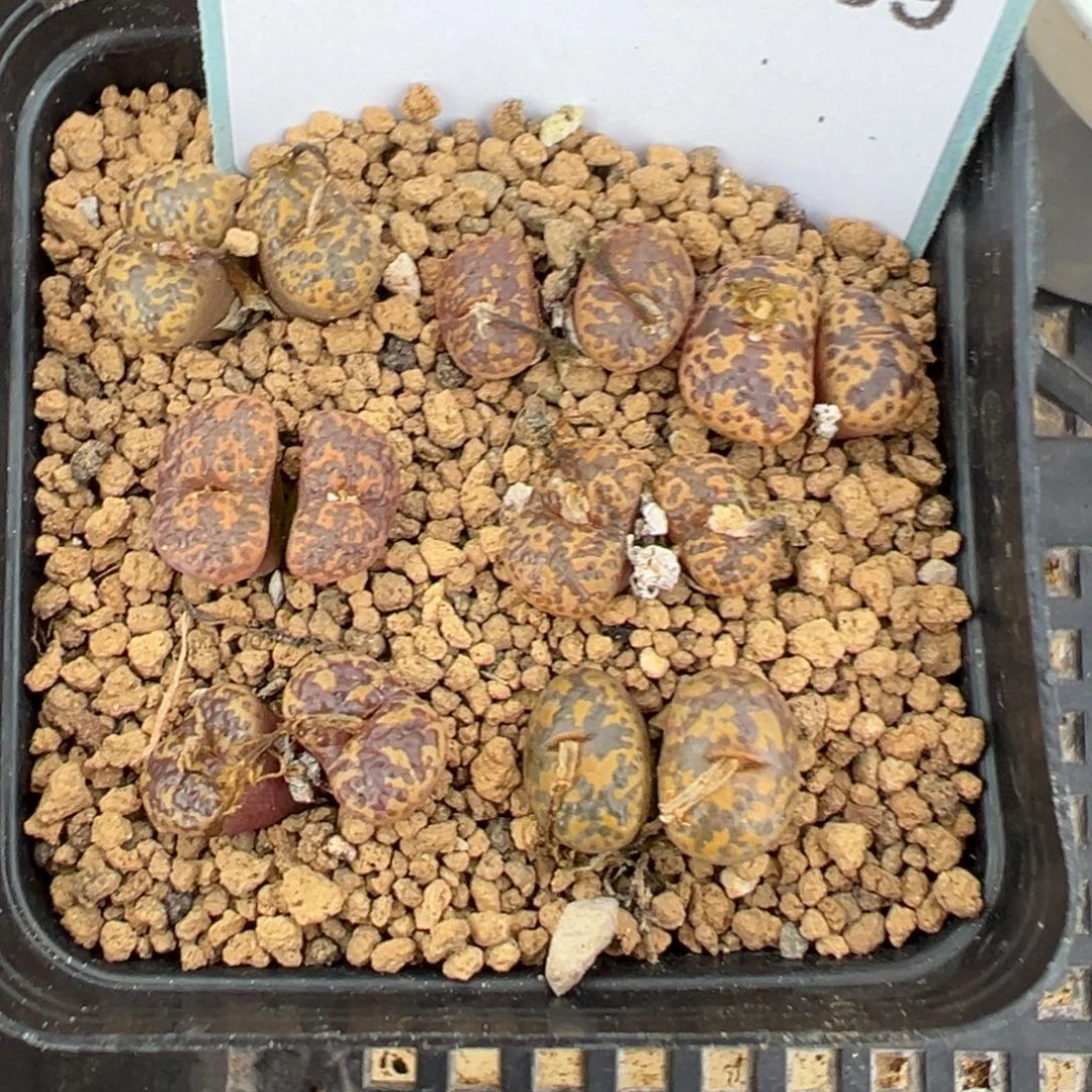 19-189肉锥多肉植物