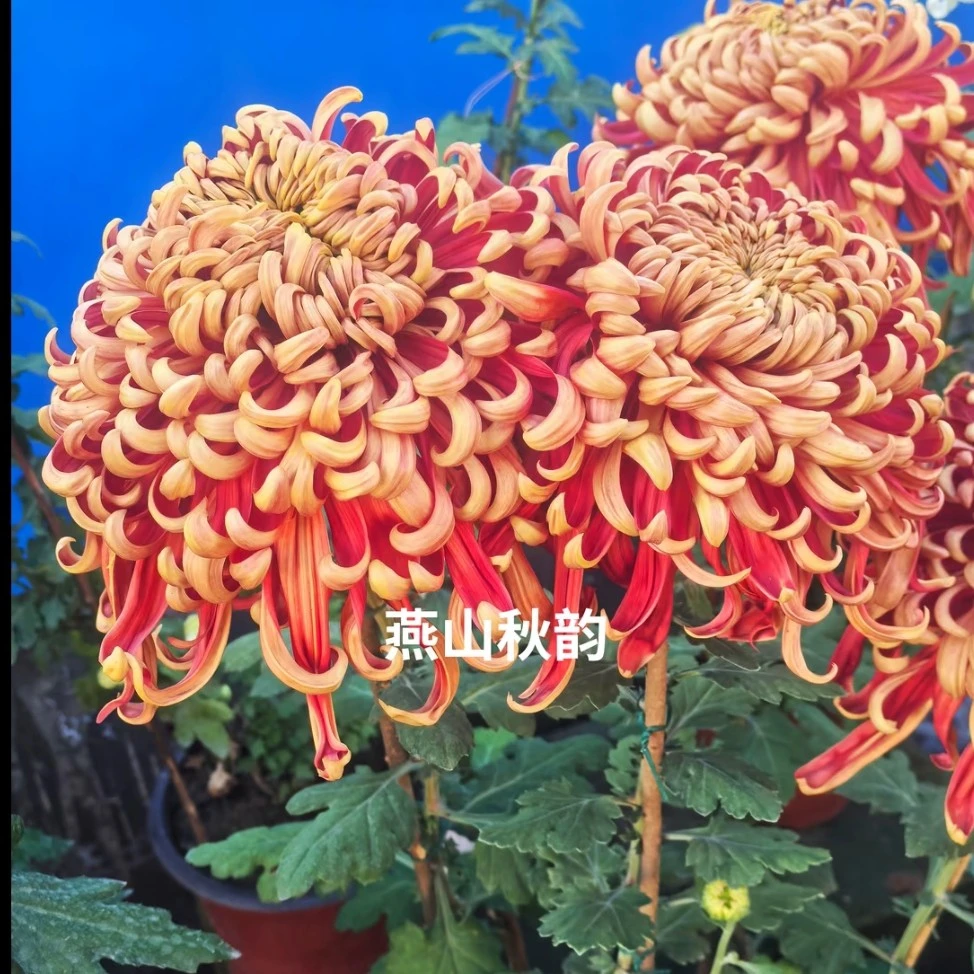 【燕山秋韵】多年生菊花苗室内外阳台盆栽花卉绿植