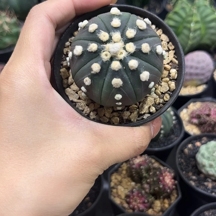 实生根琉璃连线兜