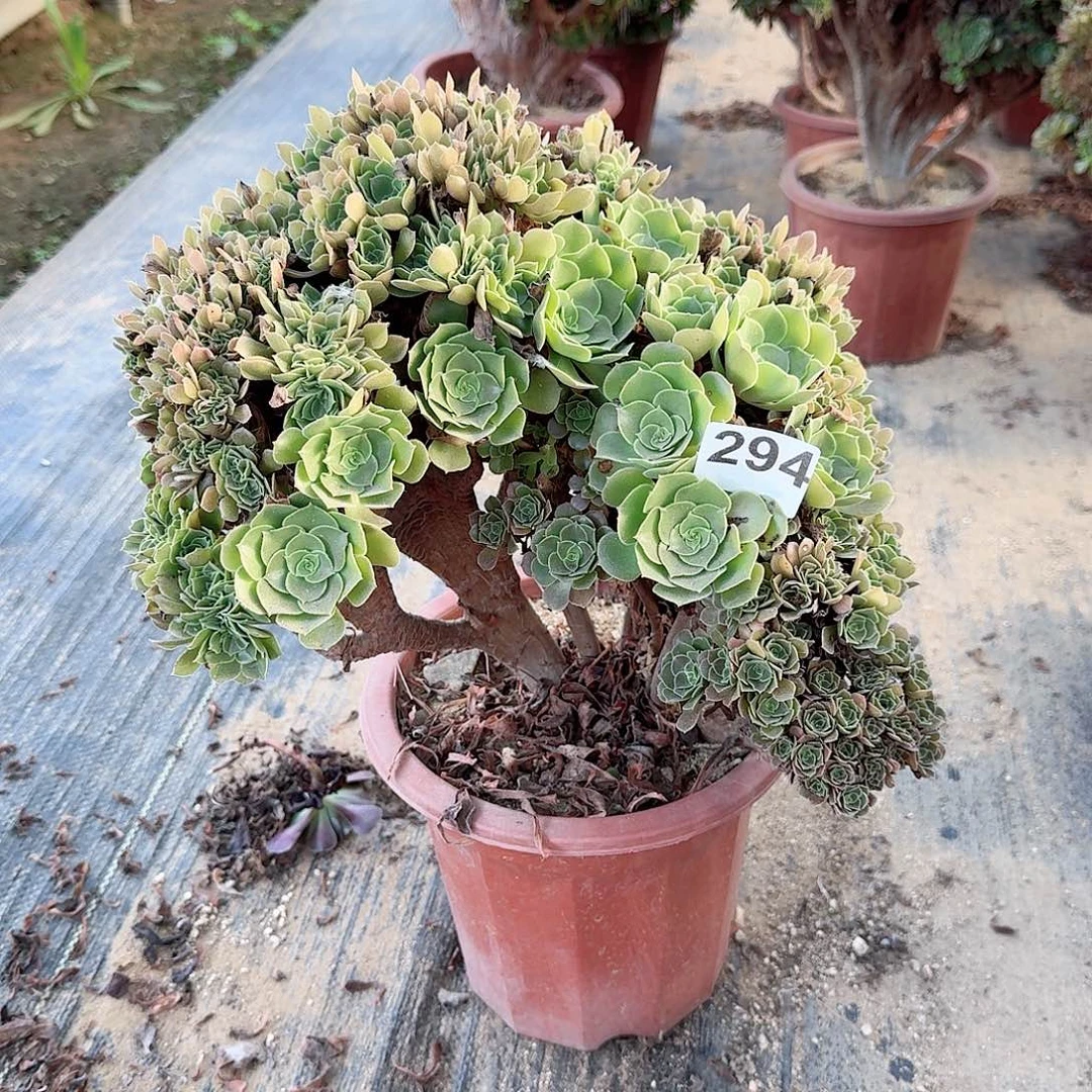 294玫瑰朵朵一颗微瑕