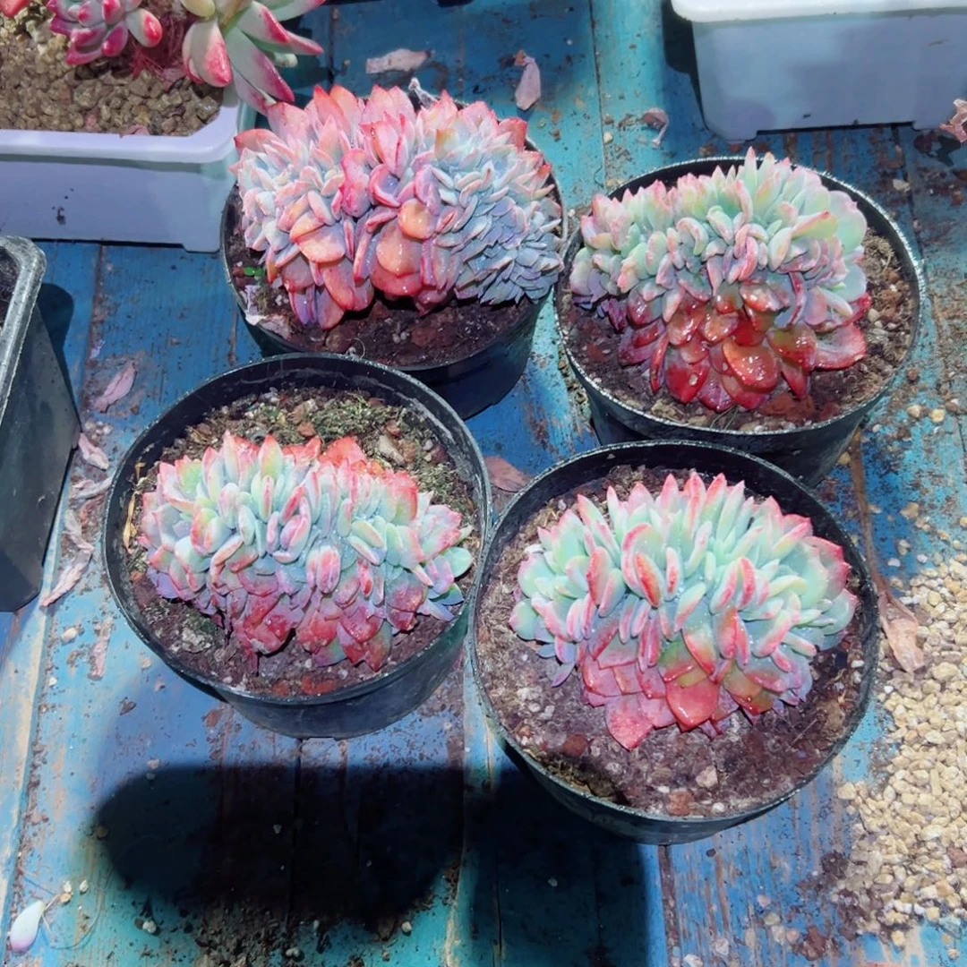精品多肉植物老桩随机发一棵雪凤缀