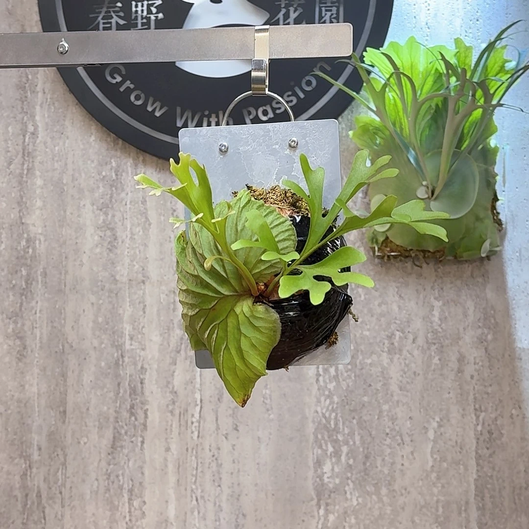 完全开放亚猴鹿角蕨