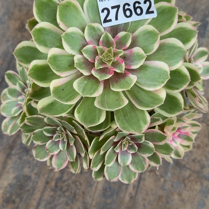 27662南孔雀翎多肉植物