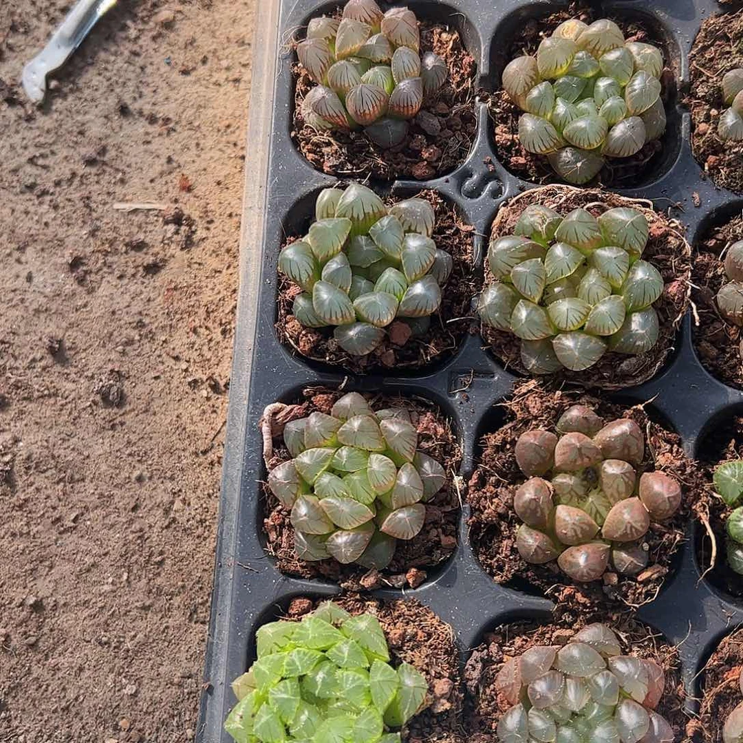 直播福利一物一拍22