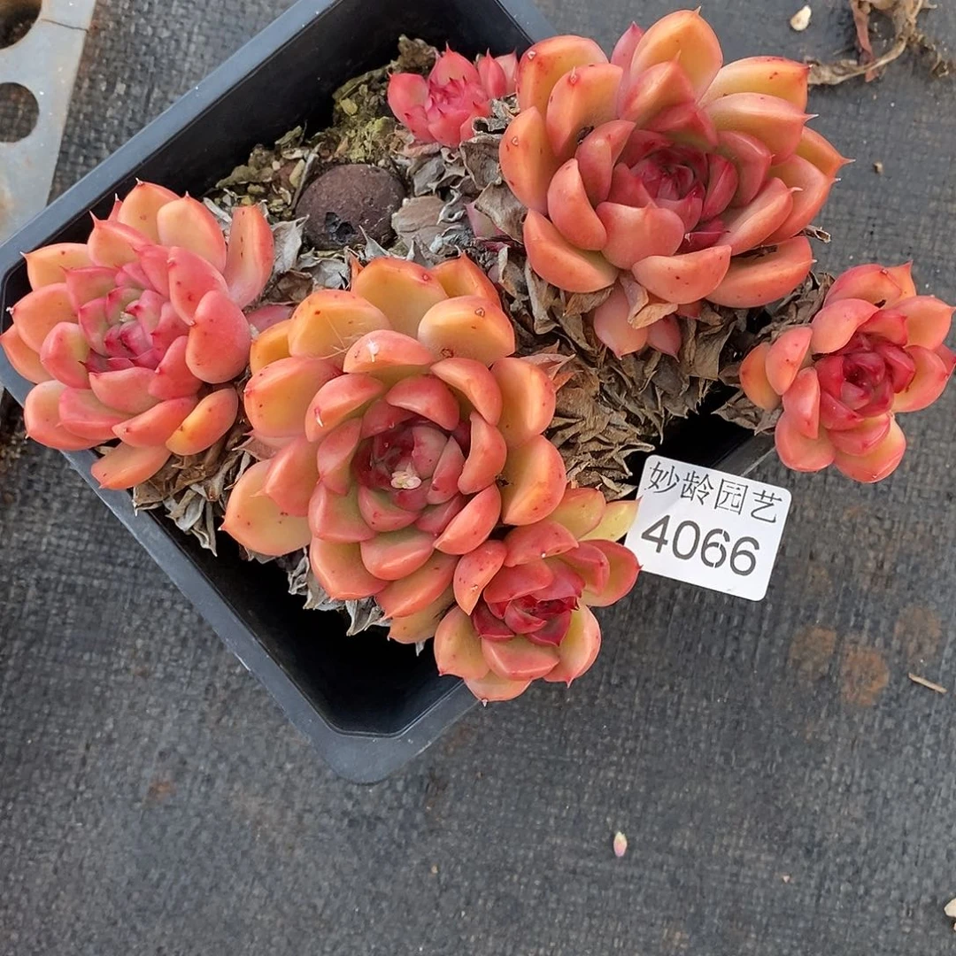 小***y4066散群掉头不售后～14厘米