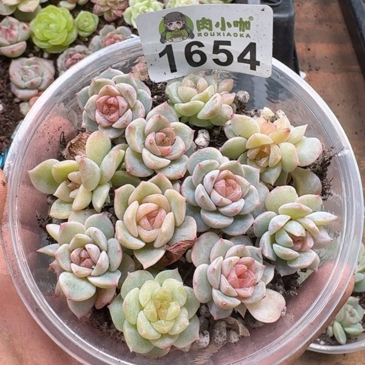 用****2多肉植物多肉植物