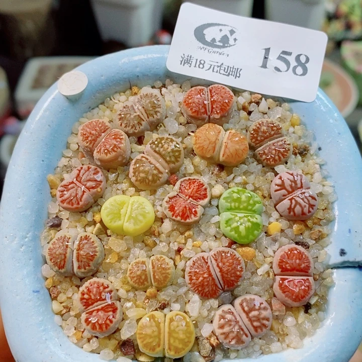 生石花花花花花花花158