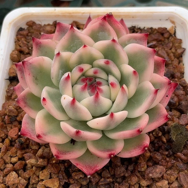 吉娃娃锦。锦龙一物一拍