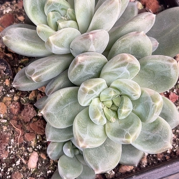 美人杂交特价一物一拍