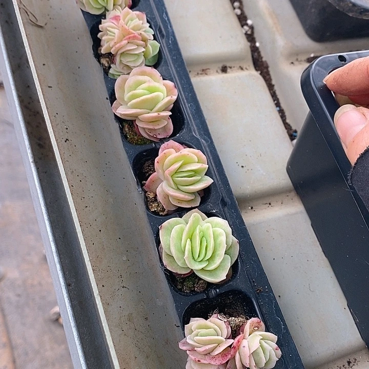 42 多肉植物盆栽花卉植物