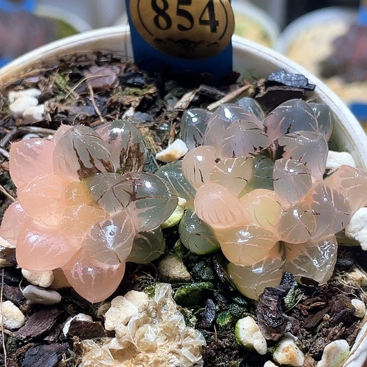 854拼盘一套特选福利