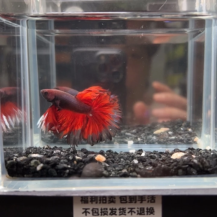 斗鱼一单包邮12日50