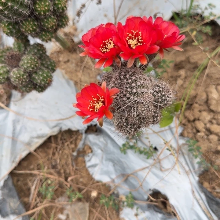 矮胖白檀s9白檀345