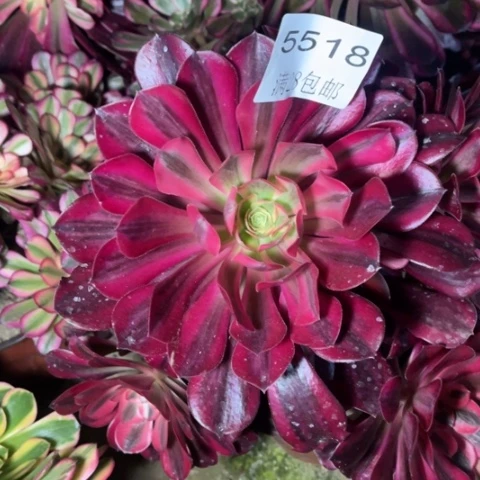 美杜莎多肉多肉5518