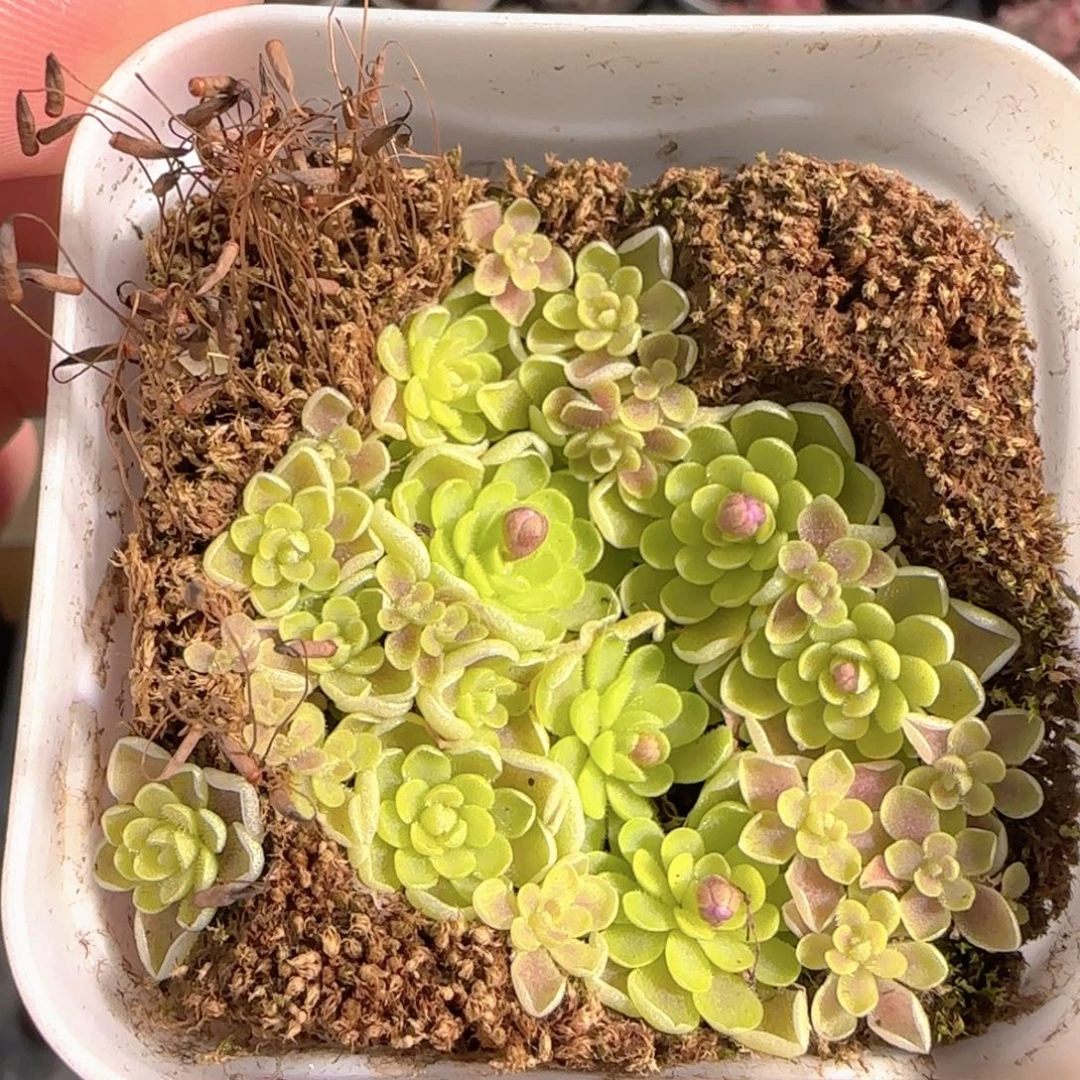 多肉1228-144捕虫堇