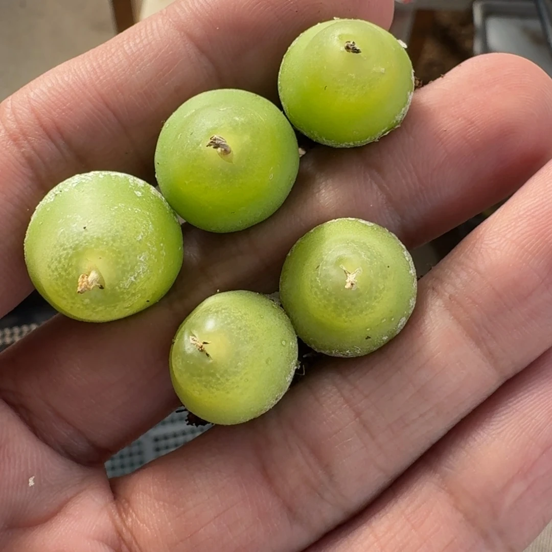 小***猫云缦精品番杏1.4大葫芦