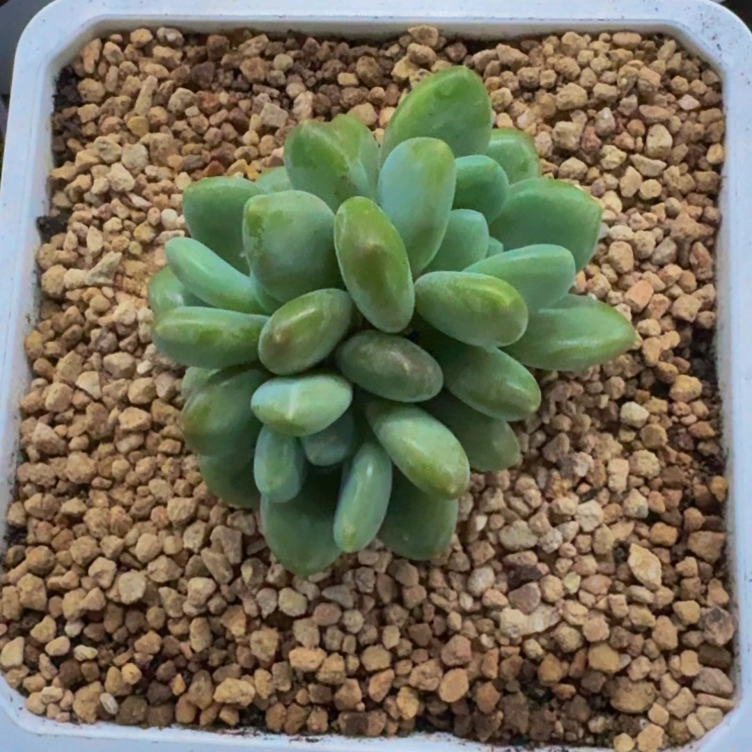 奶龙 3头 一物一拍