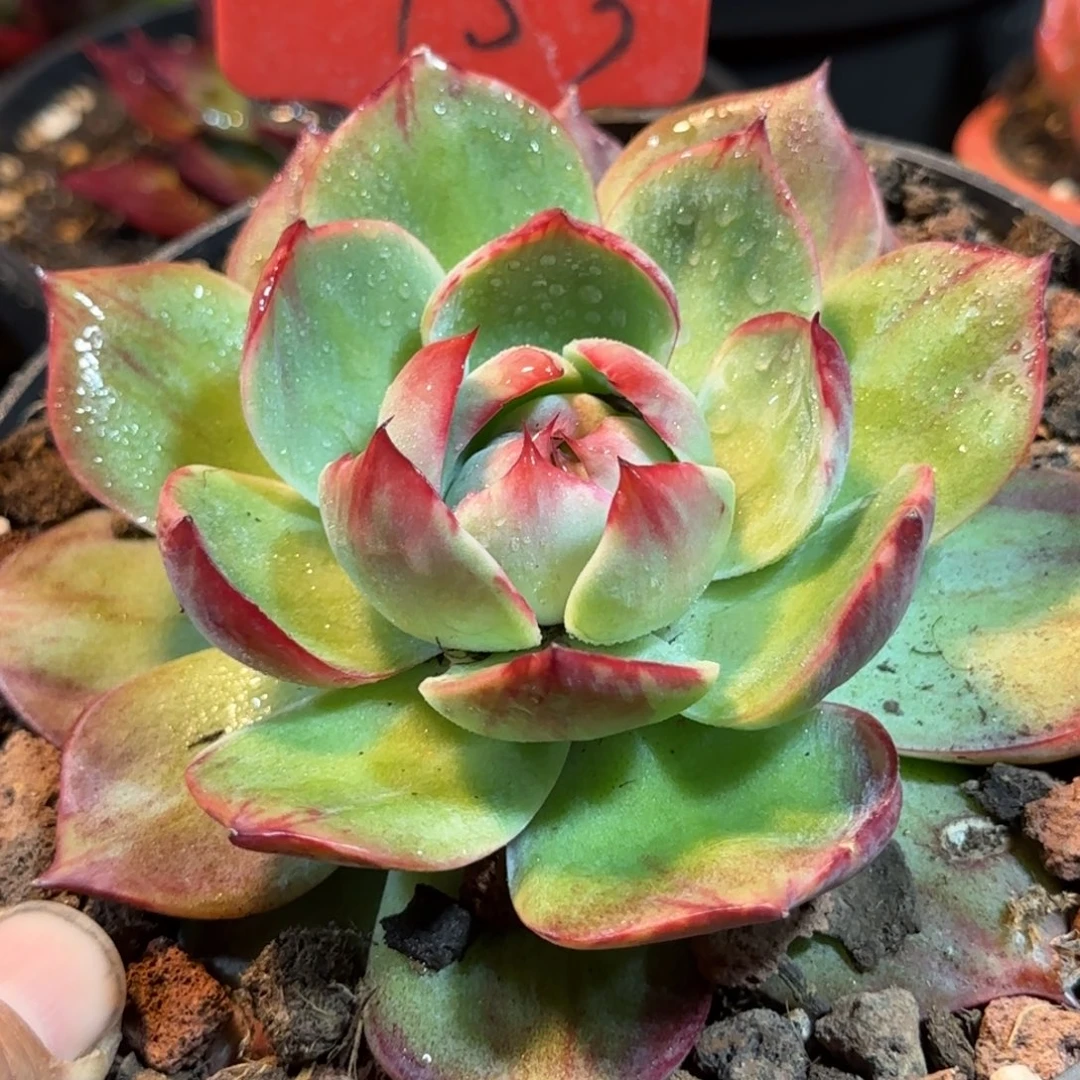 惊鸿一物一拍包装收缩花旱153