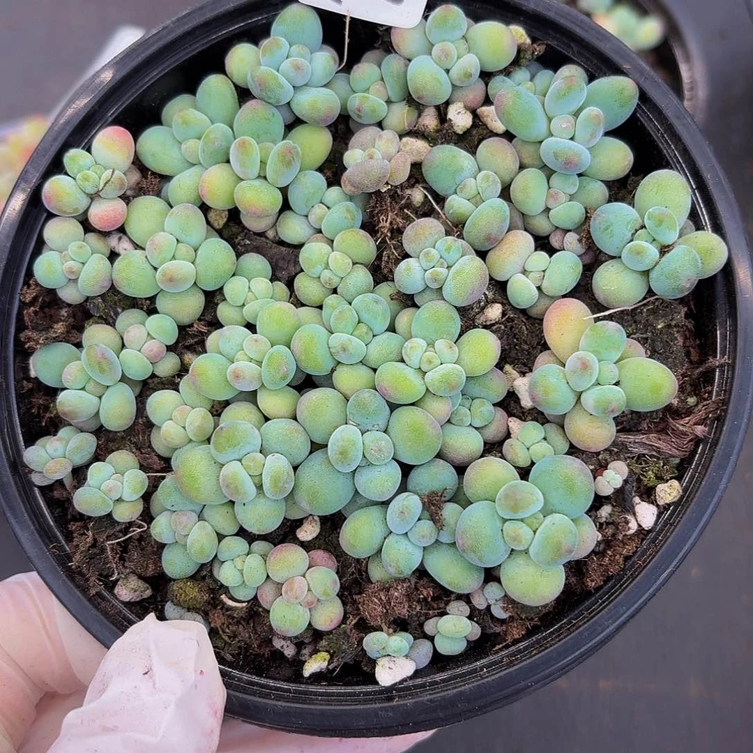 多肉植物多肉植物762