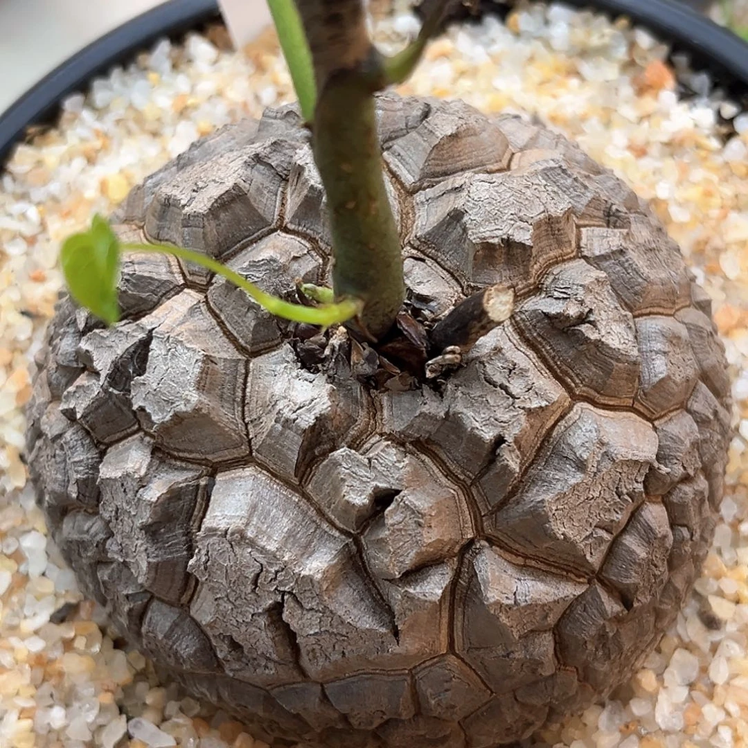 潮流植物 龟甲龙 均甲