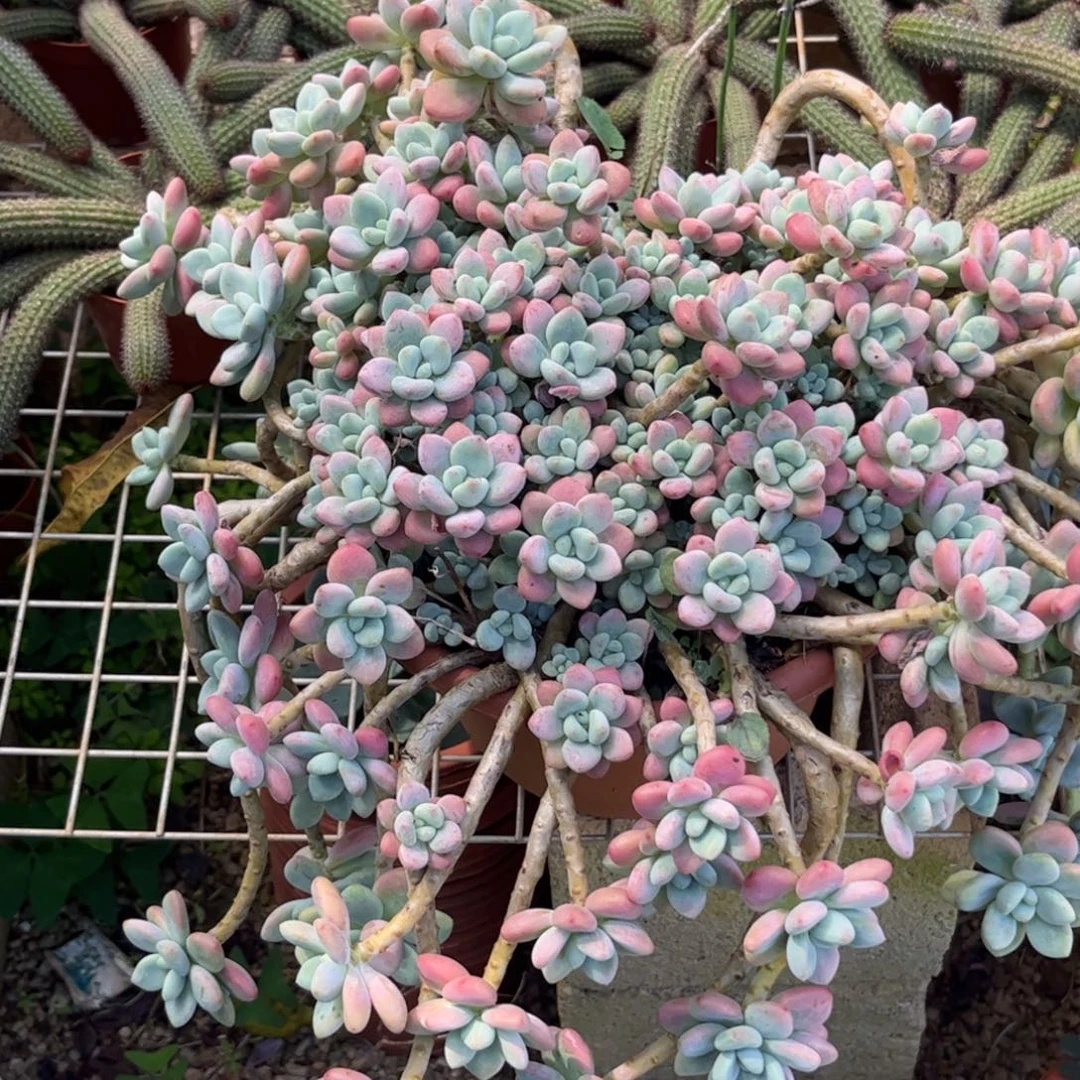 新疆西藏内蒙不包邮，红洛神