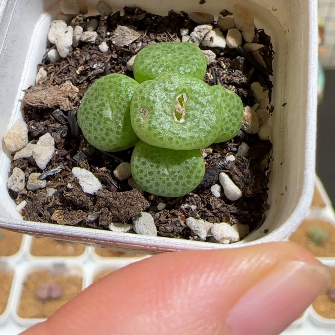 肉锥多肉植物组合-青团有疤448