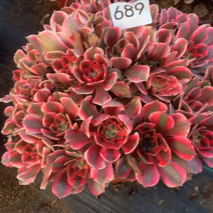 689女妖多多肉植物