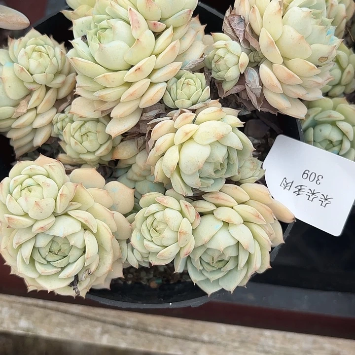上班狗309呀呀呀呀呀呀呀呀