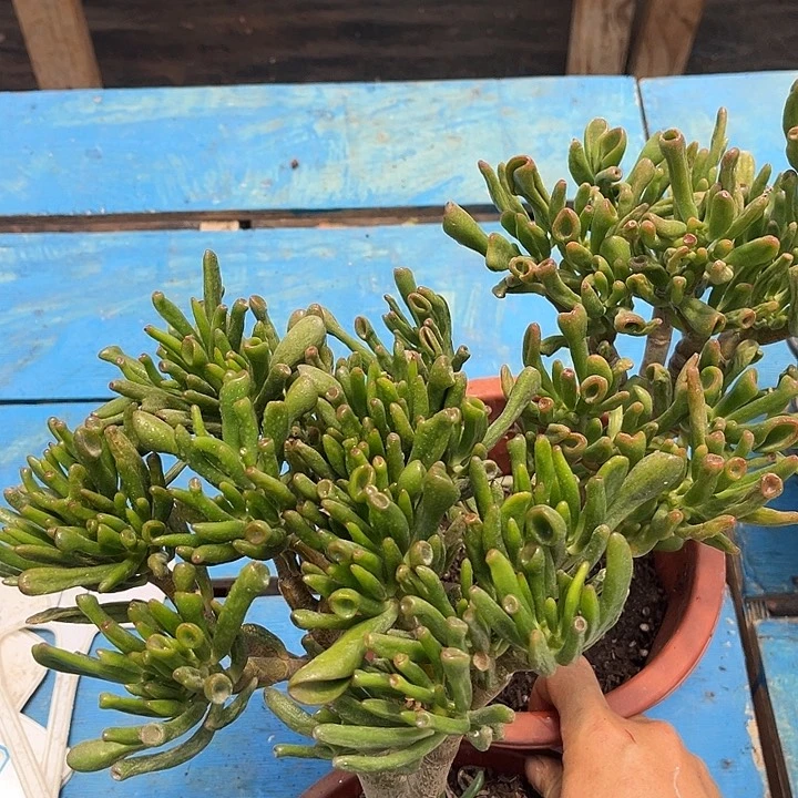 吸米树2颗9.99多肉植物