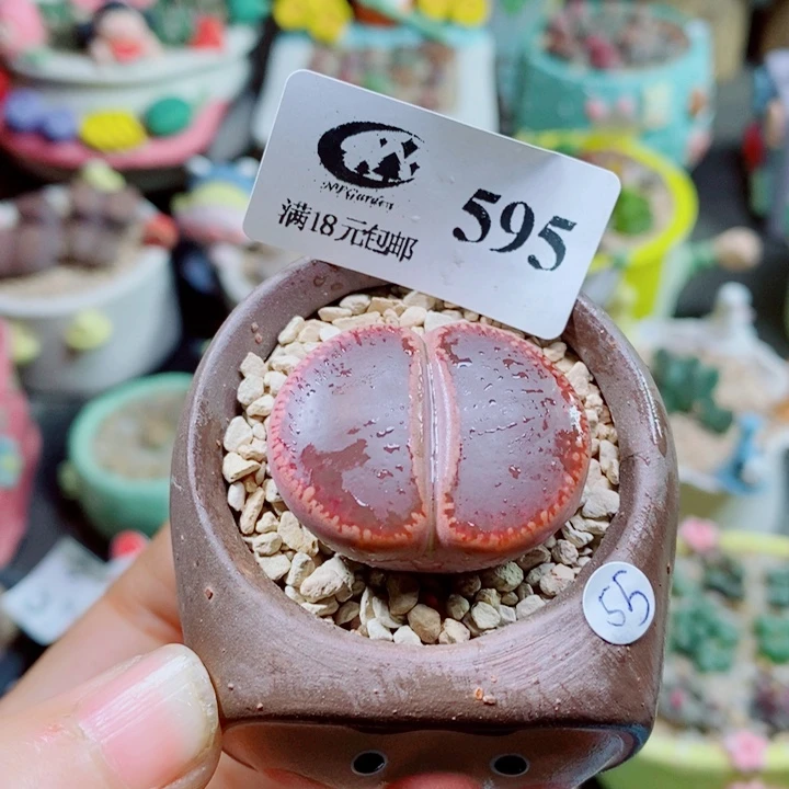 生石花花花花花花花595