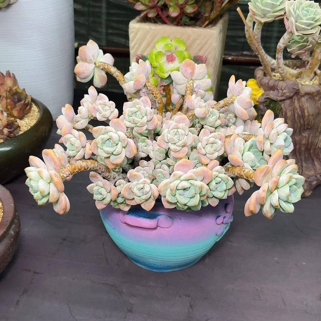 多肉植物不带盆发货