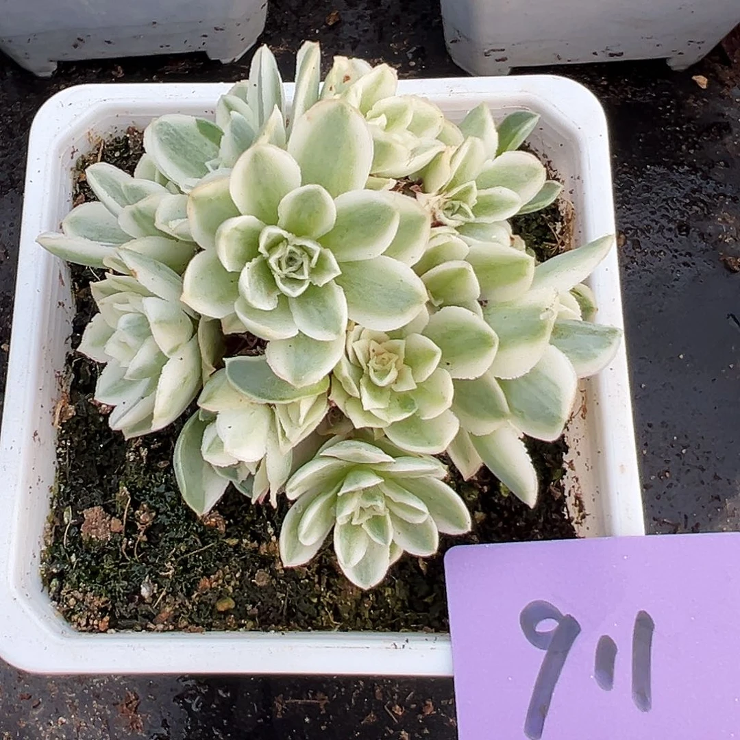 山地玫瑰锦秋夕911号