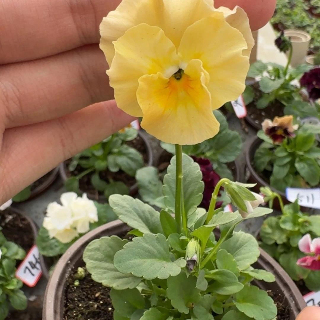 大部分花苞少量开放512