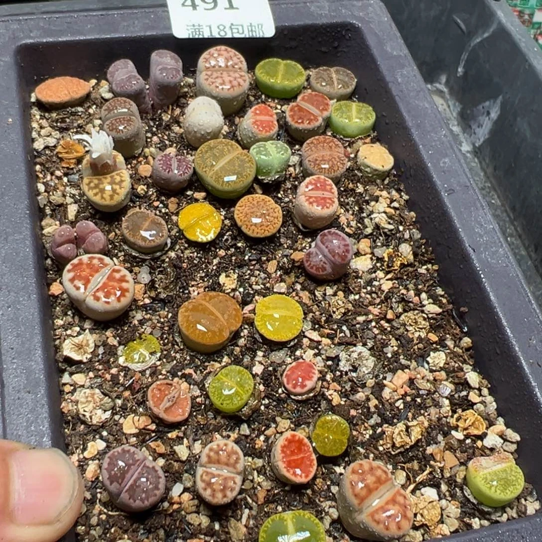 【闪购商品】 491。