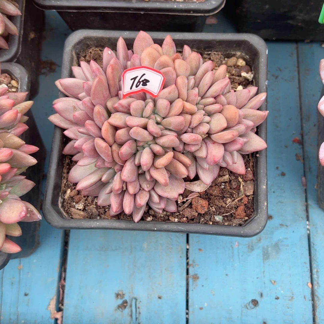 ****金精品多肉植物老桩T68