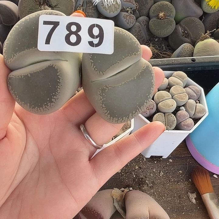 尹****❤生石花一颗789