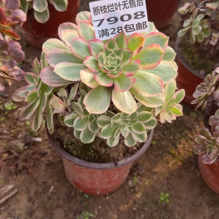 7908二号棚玉芙蓉B