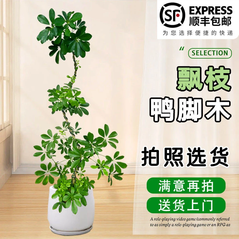 铝线造型鸭脚木网红绿植