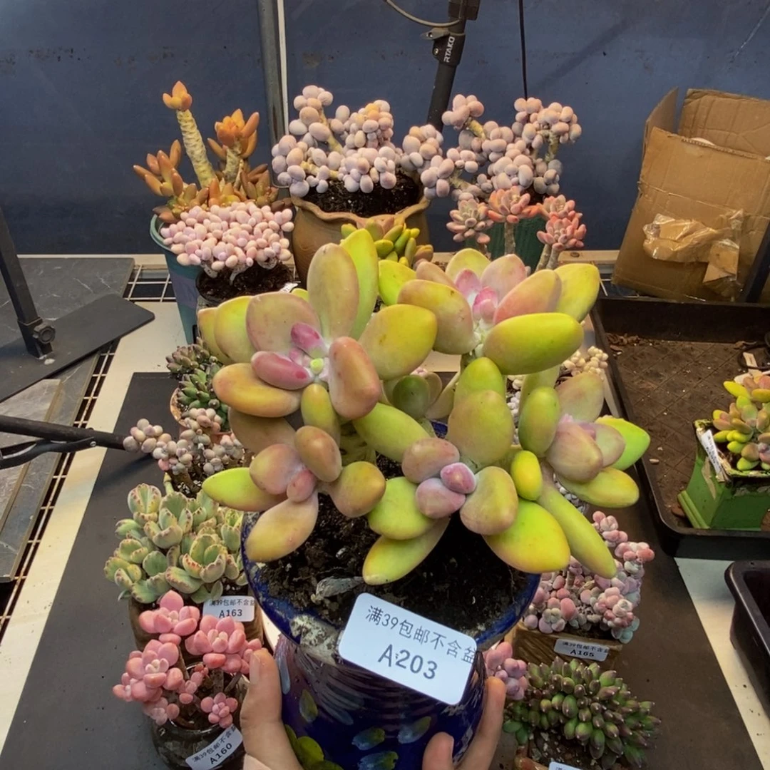 203芒果奶多肉11c m
