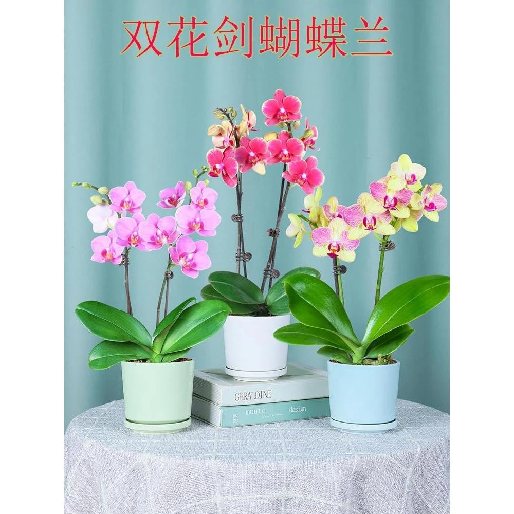 双花剑蝴蝶兰盆栽兰花大苗带花剑带花苞四季开花室内花好养易成活