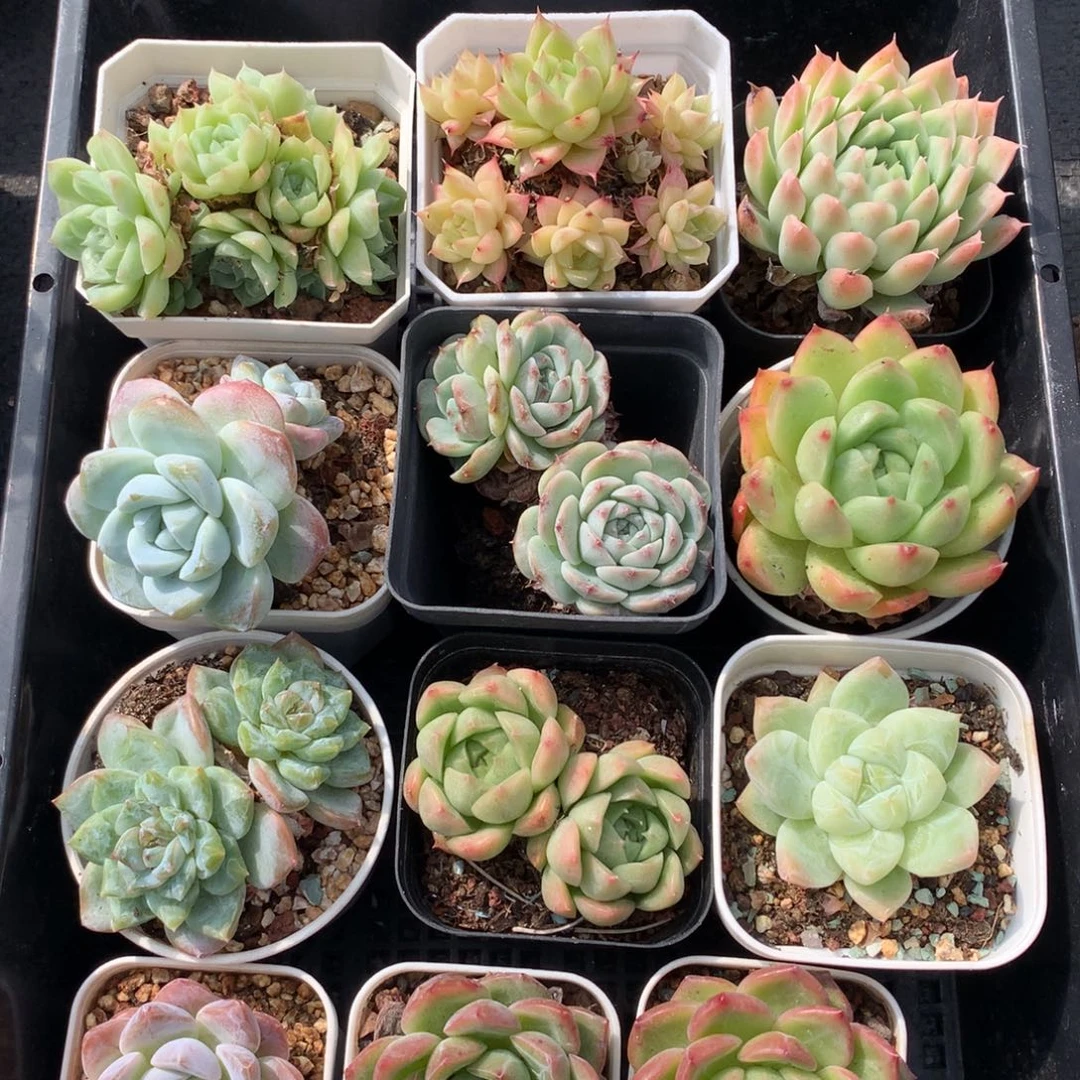 1003-17 套餐一组