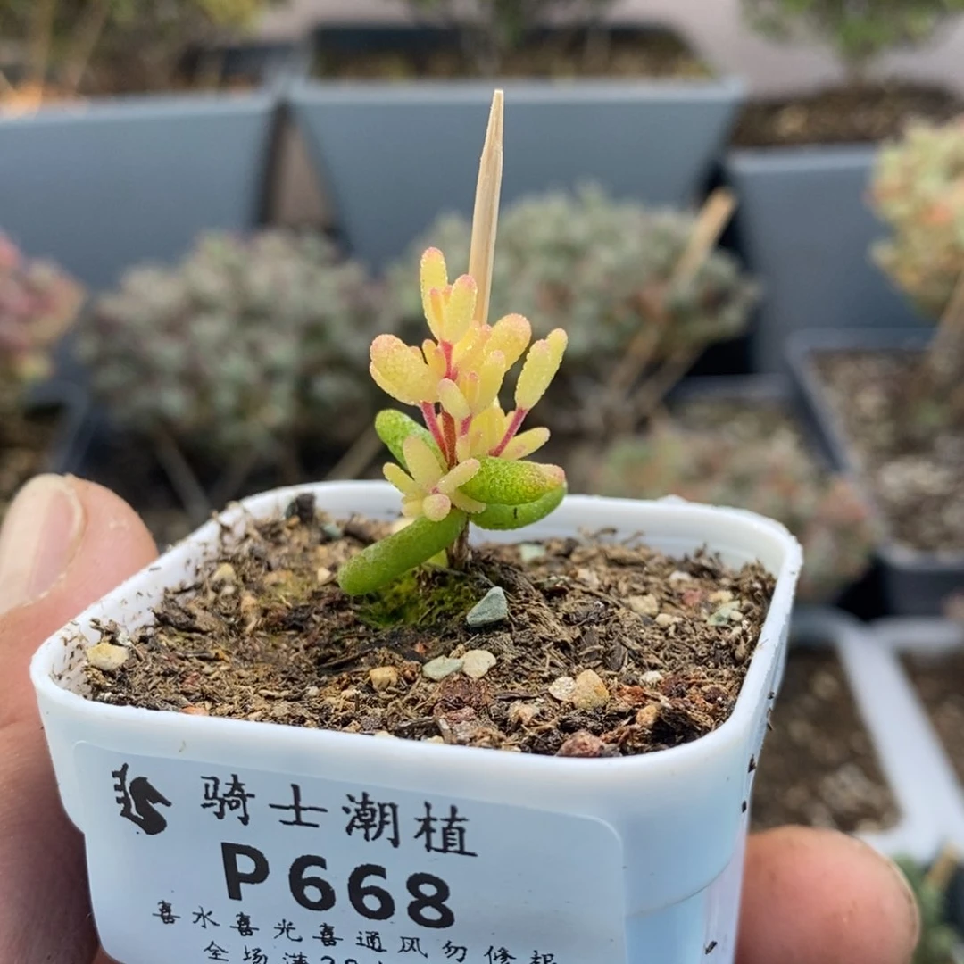 668糖球粉锦假飞机猪