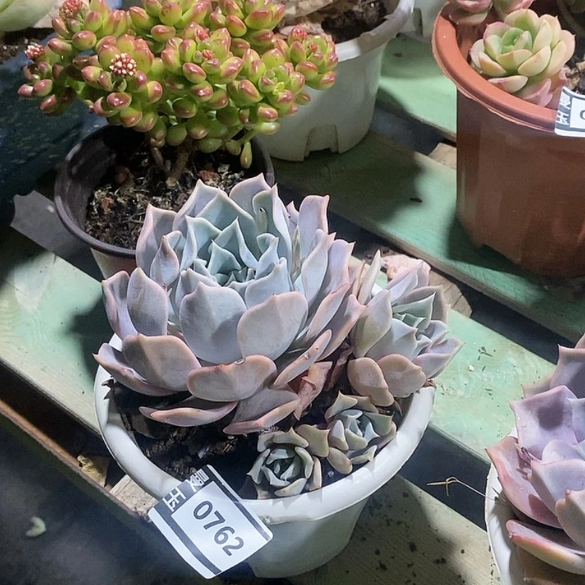 【闪购商品】露西娜0762多肉