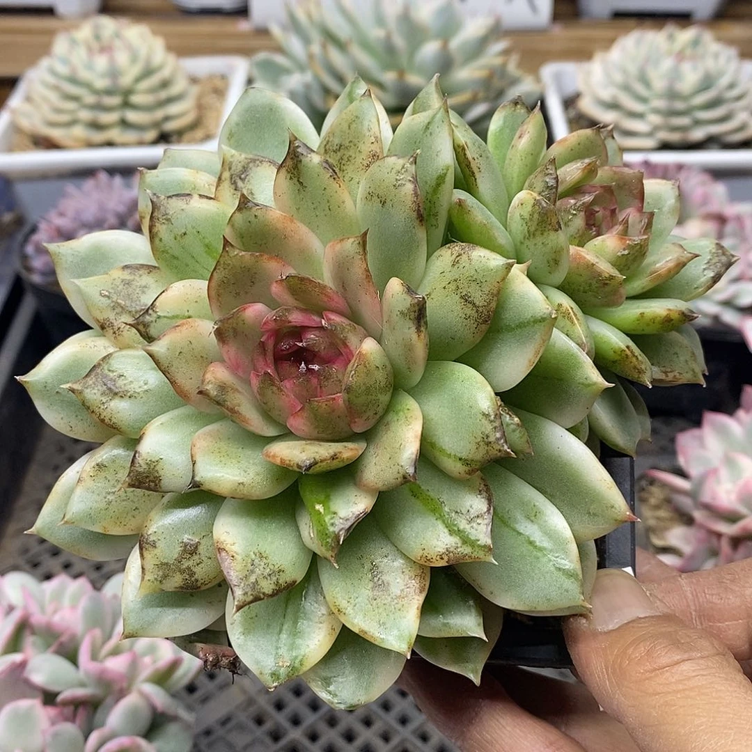 0561 大绿水晶覆轮锦无砍双头 需延时发货