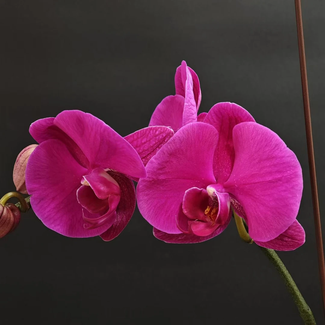 蝴蝶兰[大辣椒]高端盆栽带苞带花昆明源头基地直发-2