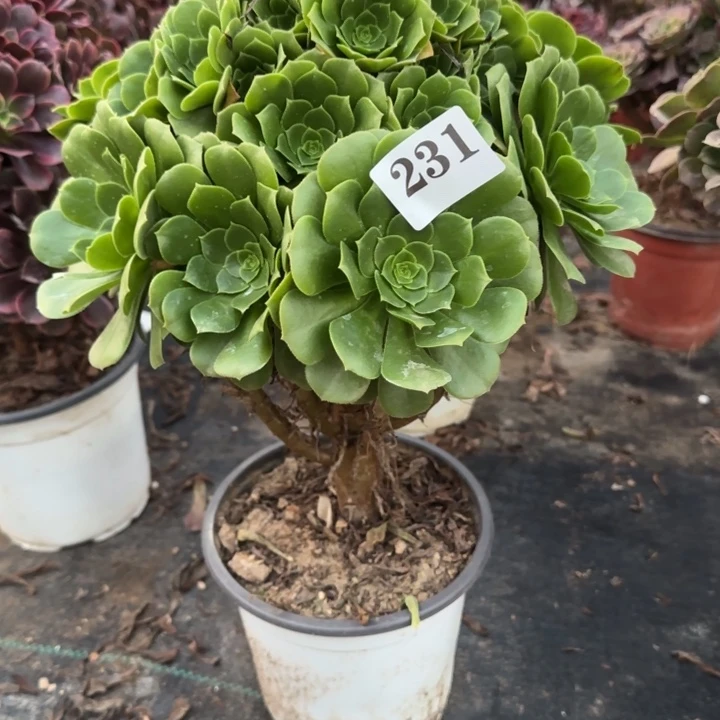 231两单包邮绿杨蓉。